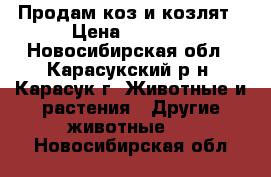 Продам коз и козлят › Цена ­ 3 000 - Новосибирская обл., Карасукский р-н, Карасук г. Животные и растения » Другие животные   . Новосибирская обл.